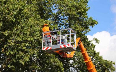 Tree Talk: Discovering the Benefits of Professional Tree Services