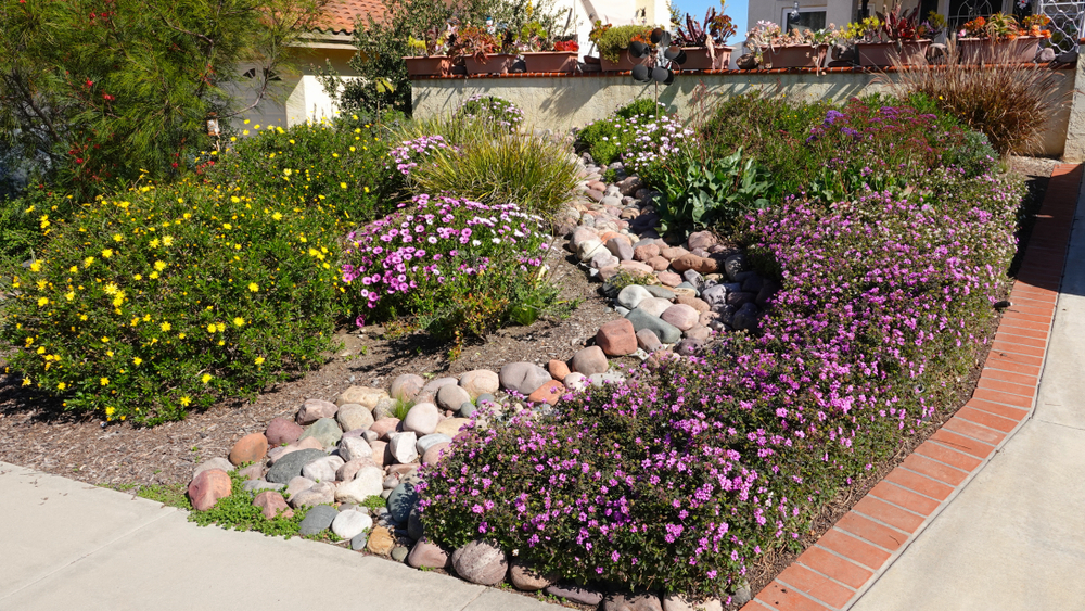 Flower garden with yellow and purple flowering shrubs and stone mulch in LA County