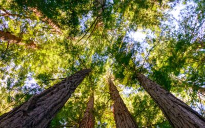 Happy Belated Arbor Day