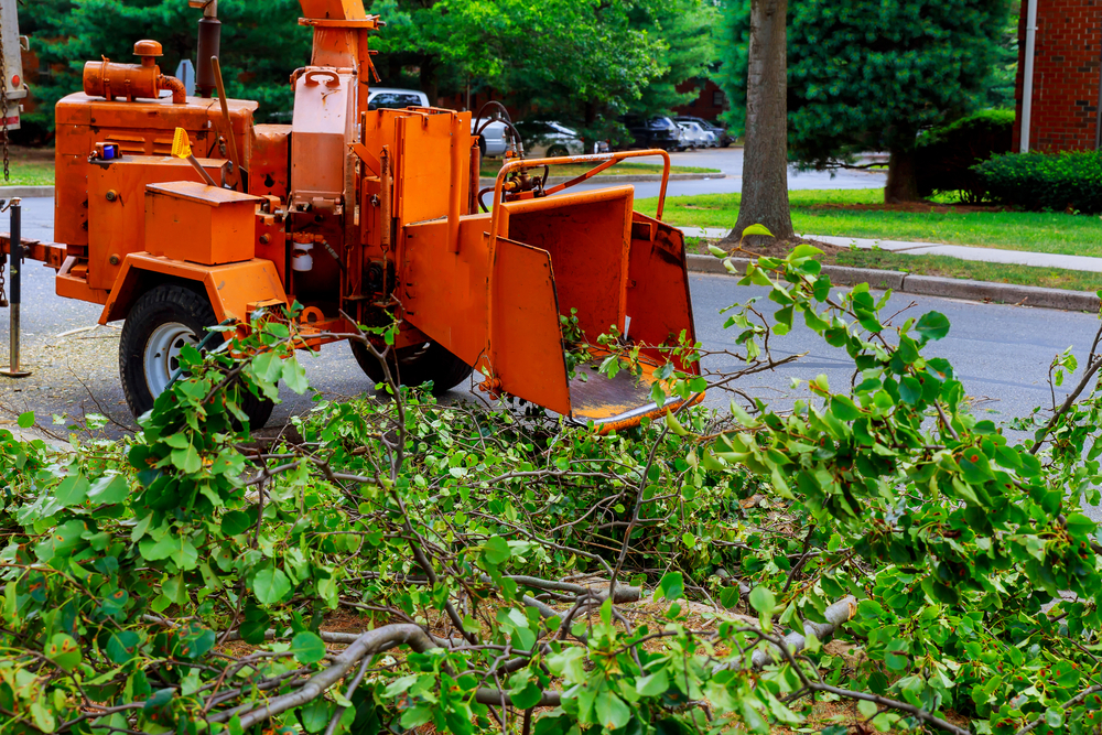 Clearing dead branches and leaves is best left to the tree service experts with proper tools! Contact M1 Landscaping for your Orange County tree services today!