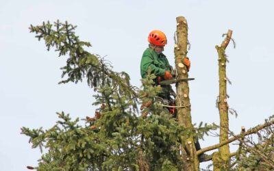 Maintaining Healthy Trees: Expert Tips for Tree Care