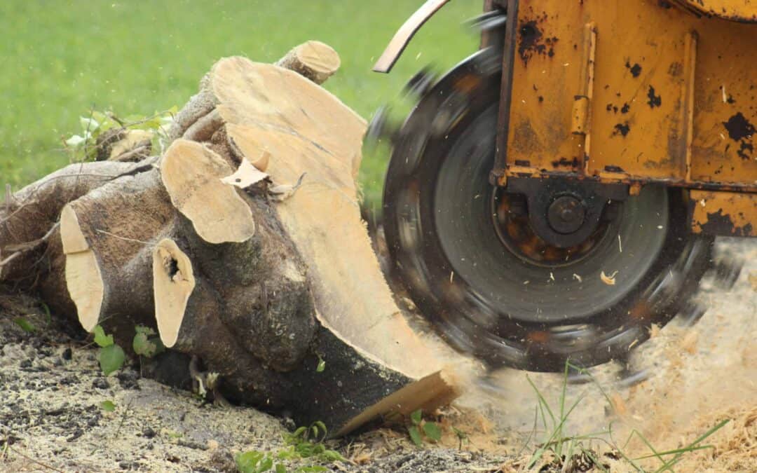 Why Your Neighbors Want You to Pay for Tree Services & How to Save Money on It