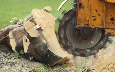 Why Your Neighbors Want You to Pay for Tree Services & How to Save Money on It