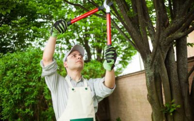 How Professional Tree Services Can Impact Property Value