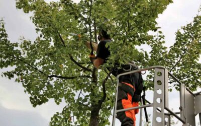 Tree Health 101: Signs of a Healthy Tree
