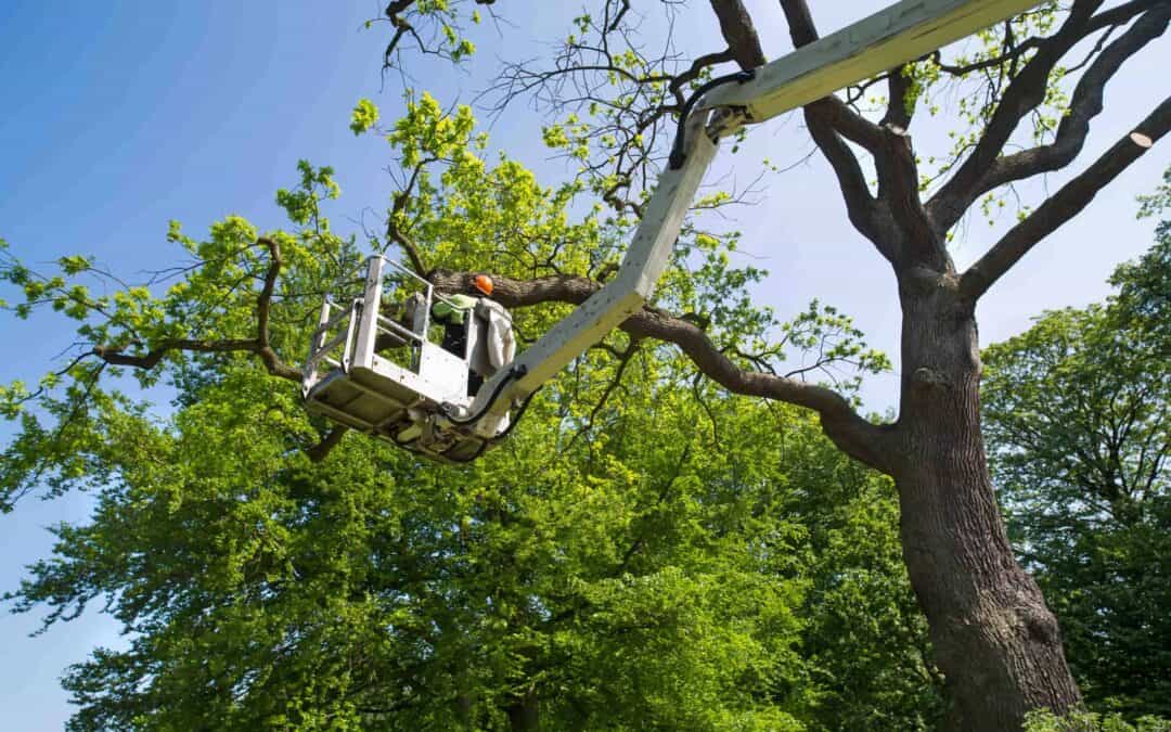 A Guide to Seasonal Tree Care Tips for Homeowners