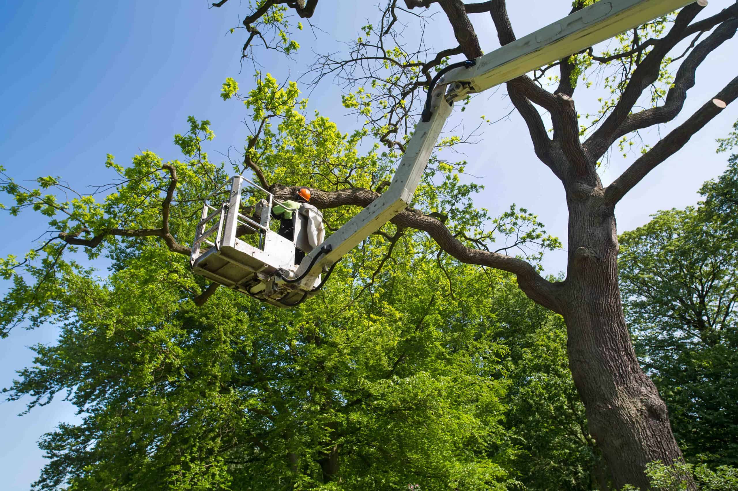 Trust experts for safe and efficient tree services