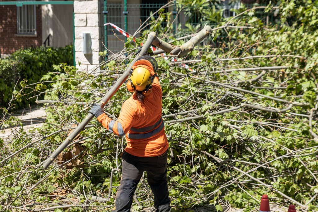 An expert getting rid of the debris from a tree removal service.
