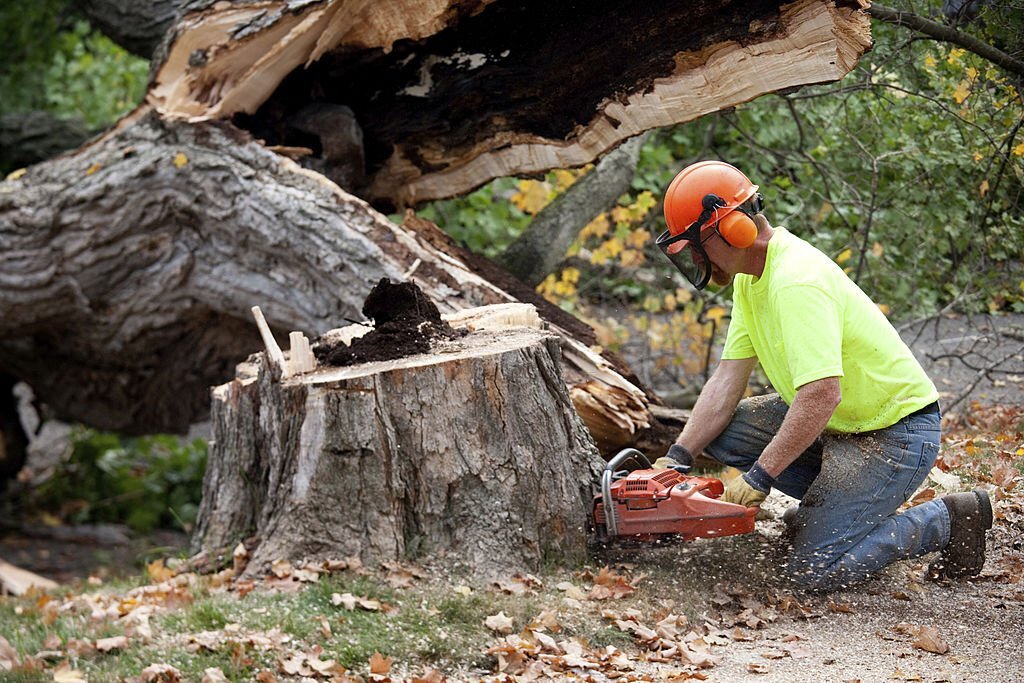 An expert landscaper grinding down a tree stub.