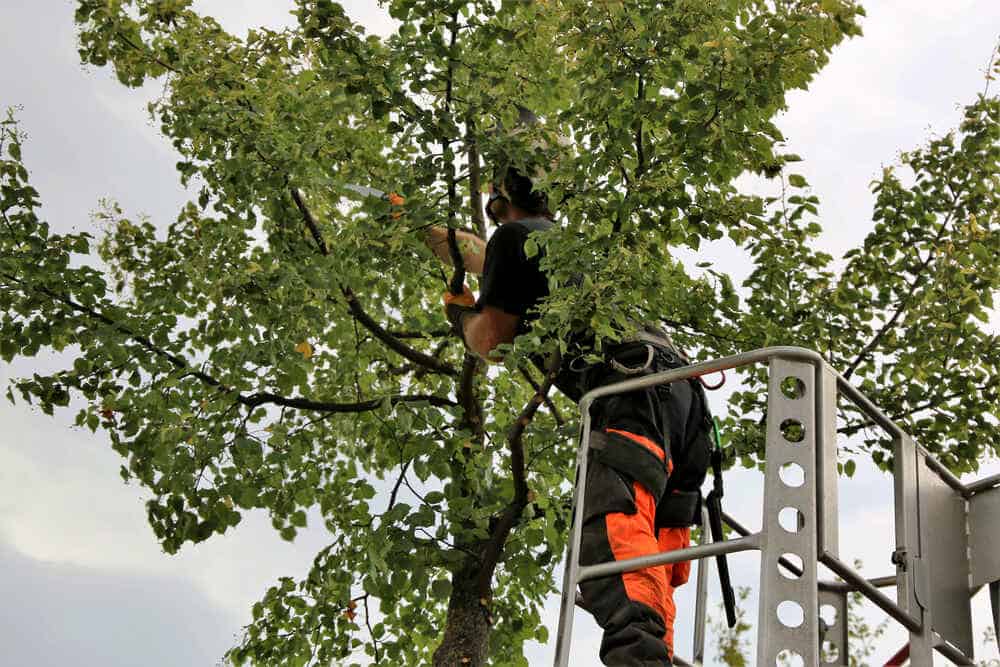Tree services near me in Corona, Eastvale, and Norco