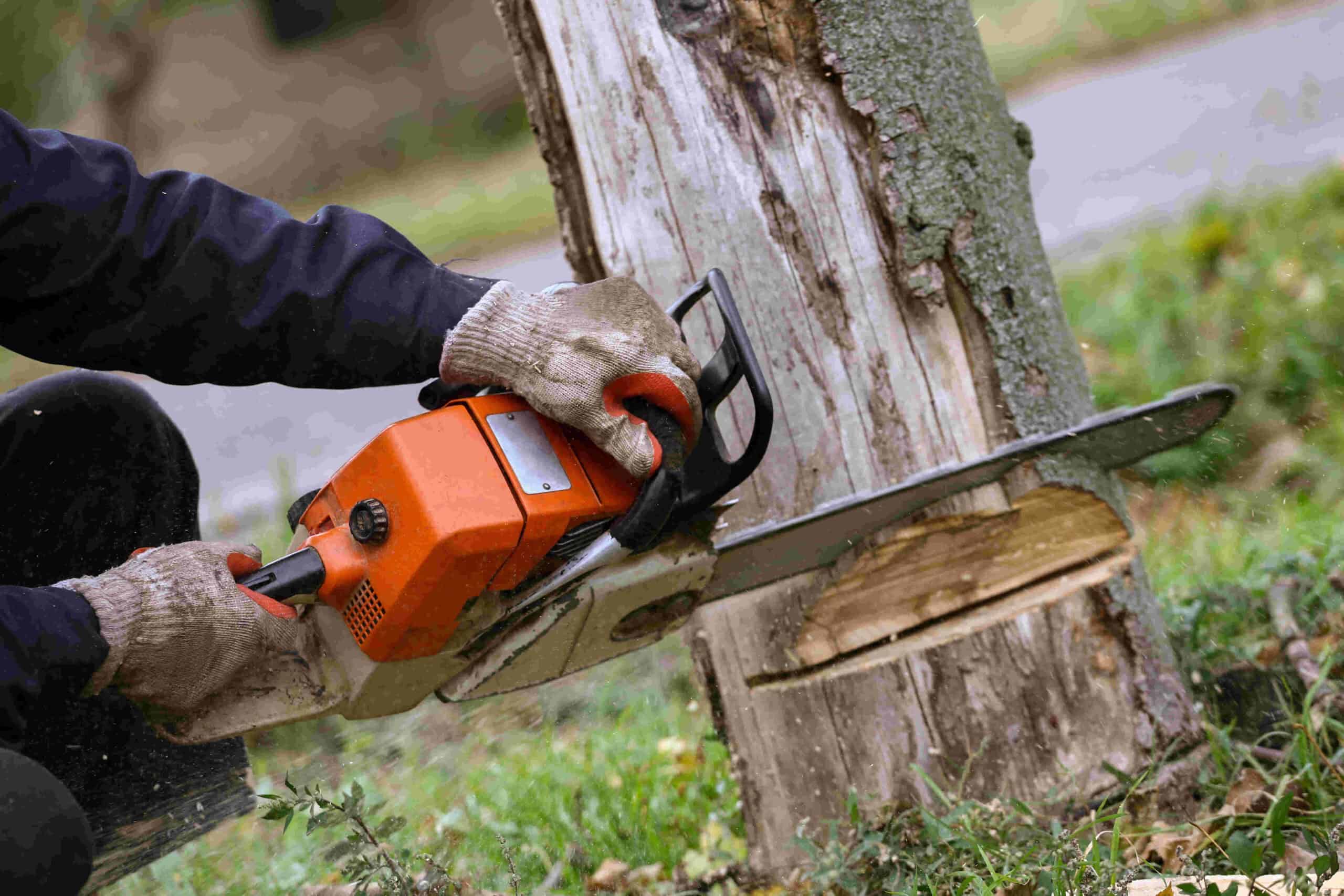 California’s best tree services Corona, Eastvale, Norco  
