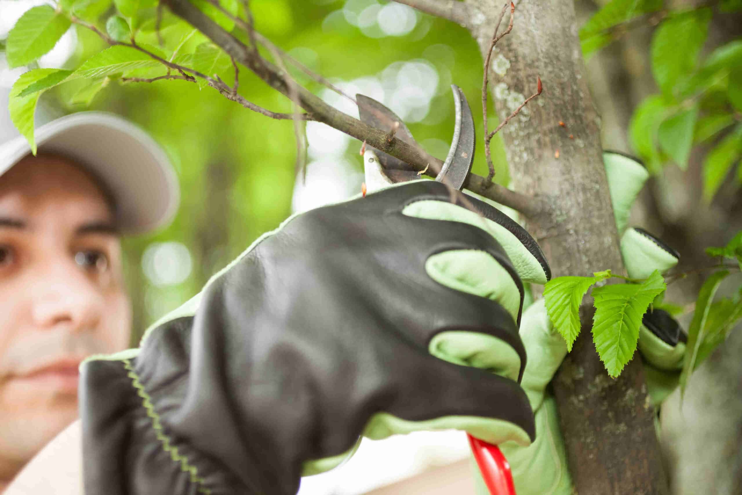Professional tree services near Corona, Eastvale, Norco 