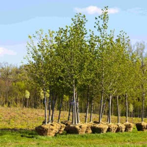 Expert tree services in Corona, Eastvale, and Norco, CA
