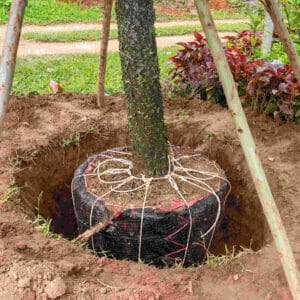 Professional tree services near Corona, CA