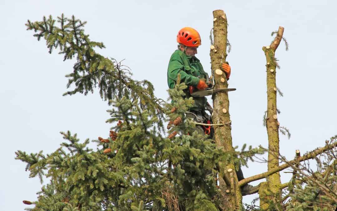 The Top 3 Hidden Dangers of DIY Tree Services for Homeowners