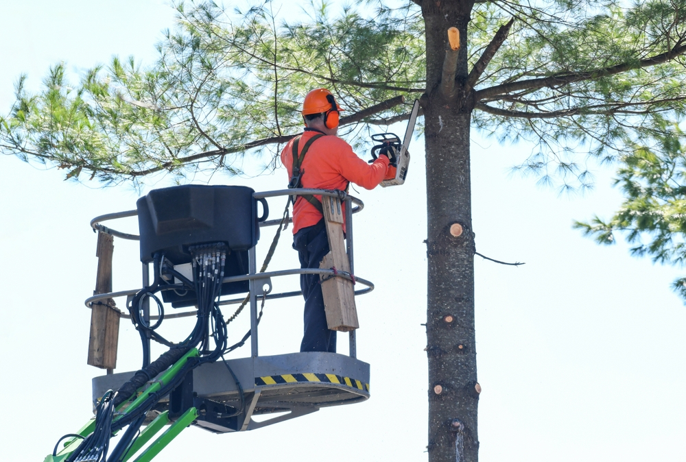 A professional landscaper trimming up the high points of a tree.