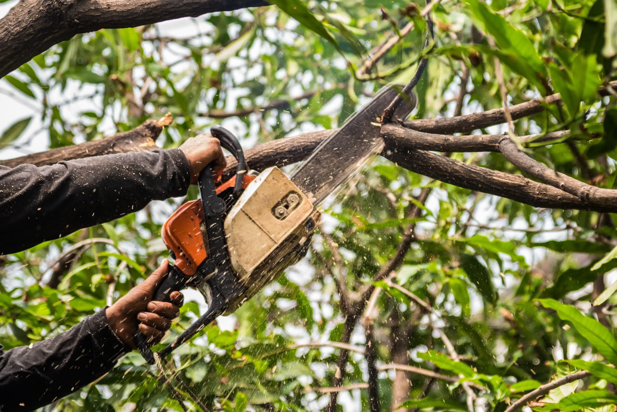 An expert trimming up a tree.