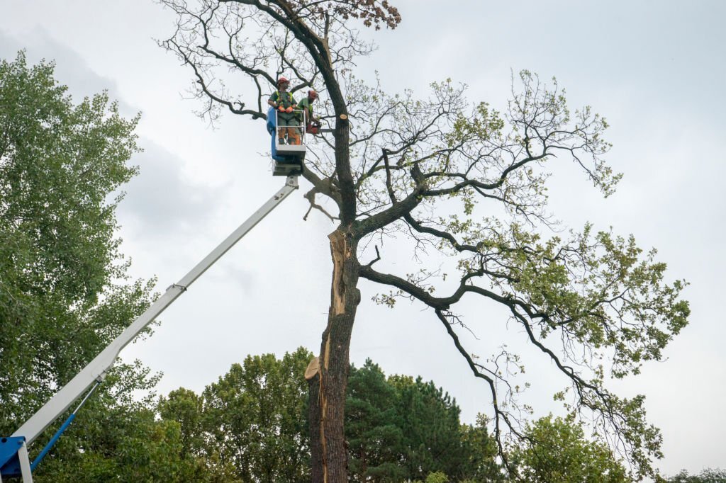 Professionals trimming down a tree before it is fully removed.