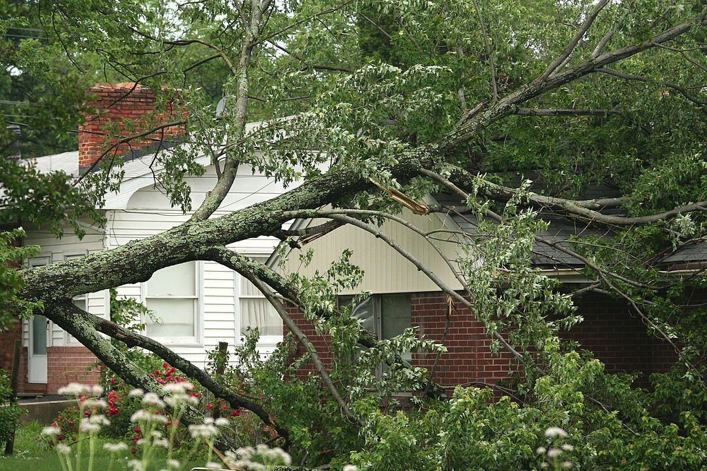 Large fallen tree collapsed onto a residential roof, causing visible damage to the home after a storm or structural tree failure.