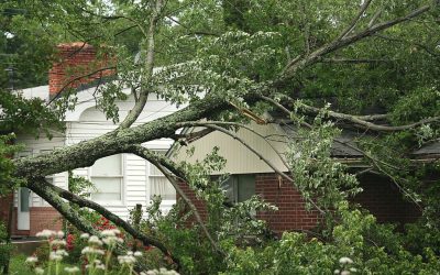 Getting A Tree Removed Before It Causes Serious Damage