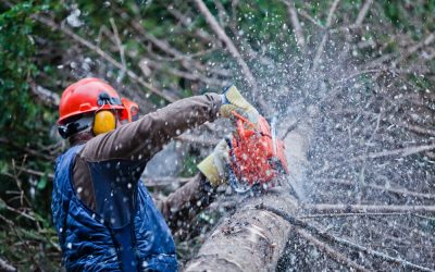 Smart Tree Care Tips for Safe Trimming and Removal