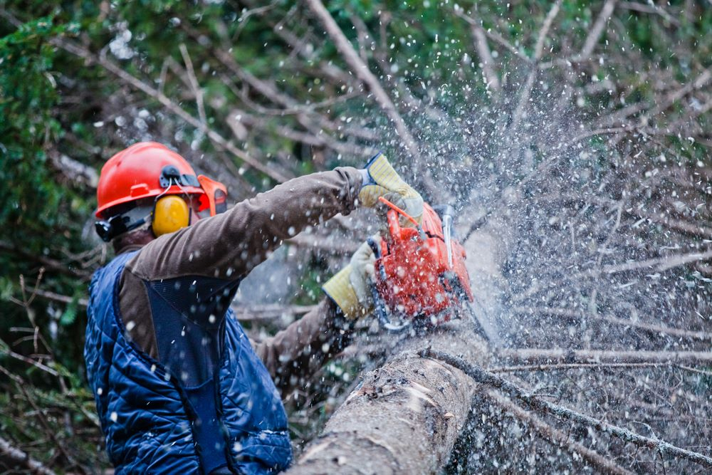 Smart Tree Care Tips for Safe Trimming and Removal