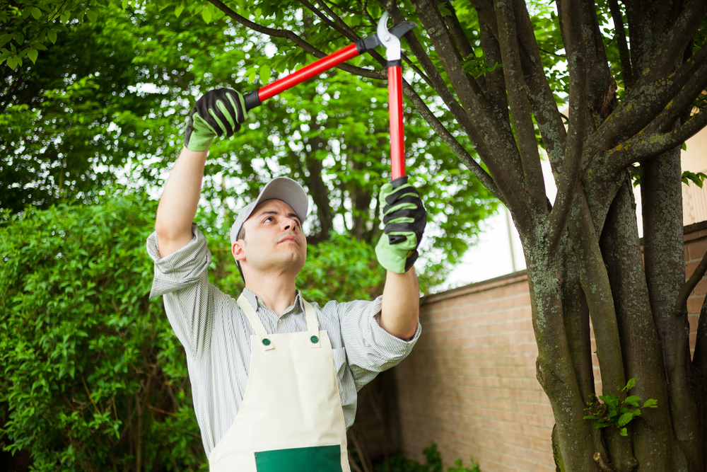 A professional landscaper is trimming a tree to add the final touches.