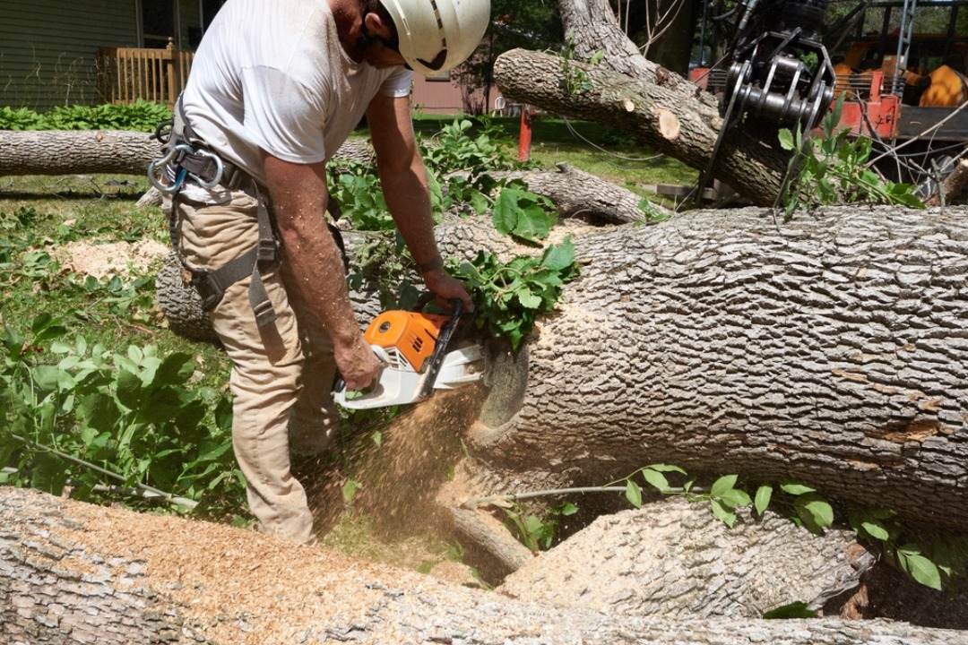 A landscaper is cutting a tree into parts for easier removal.