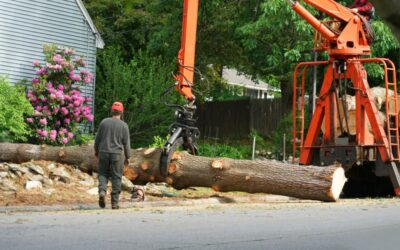 Avoid Damage: Expert Tips on Tree Removal and Pruning