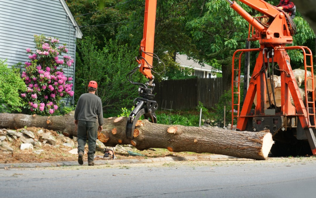 Avoid Damage: Expert Tips on Tree Removal and Pruning