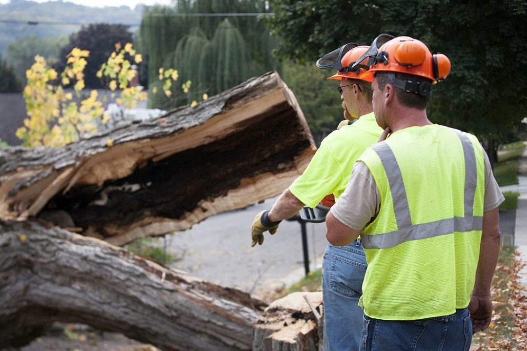 Two landscaping experts in the process of removing a tree.