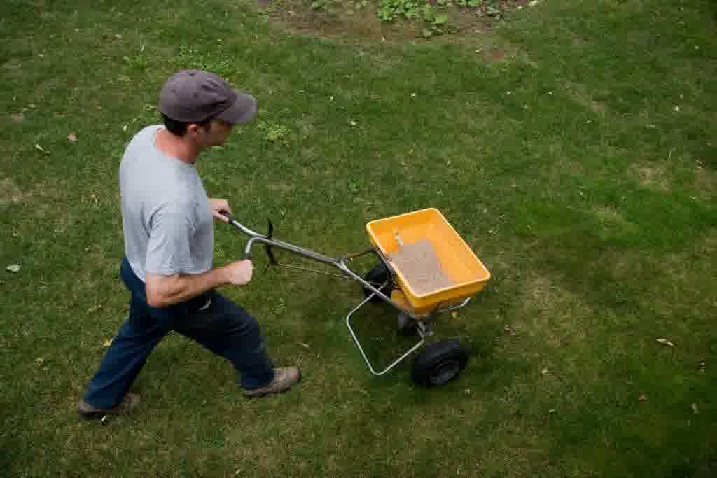 Man spreading lawn fertilizer with a push spreader on green grass, performing essential lawn maintenance for healthy turf growth.