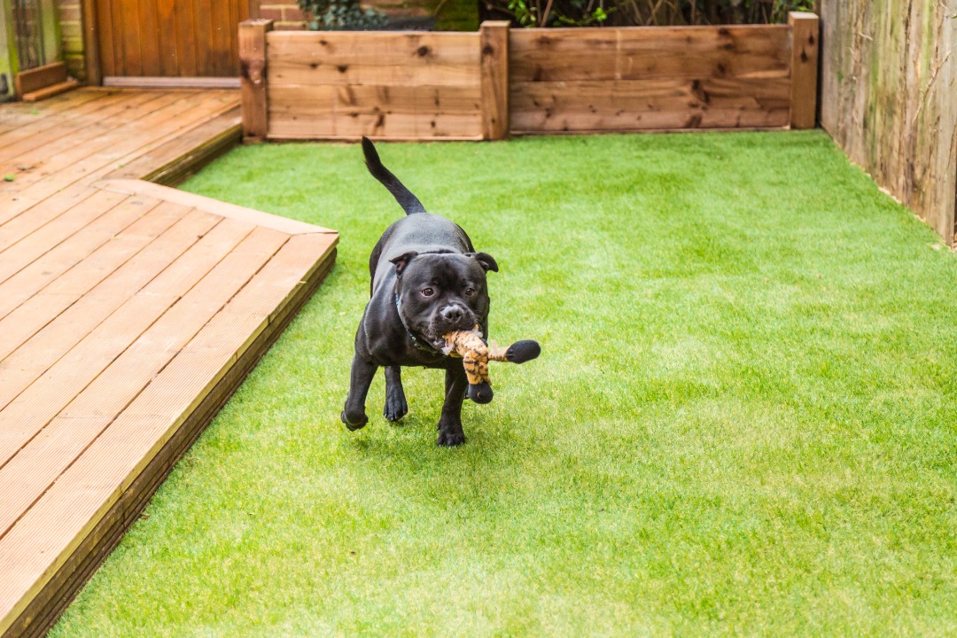 Dog playing on artificial grass landscape that stays green and durable with minimal maintenance in a small yard.