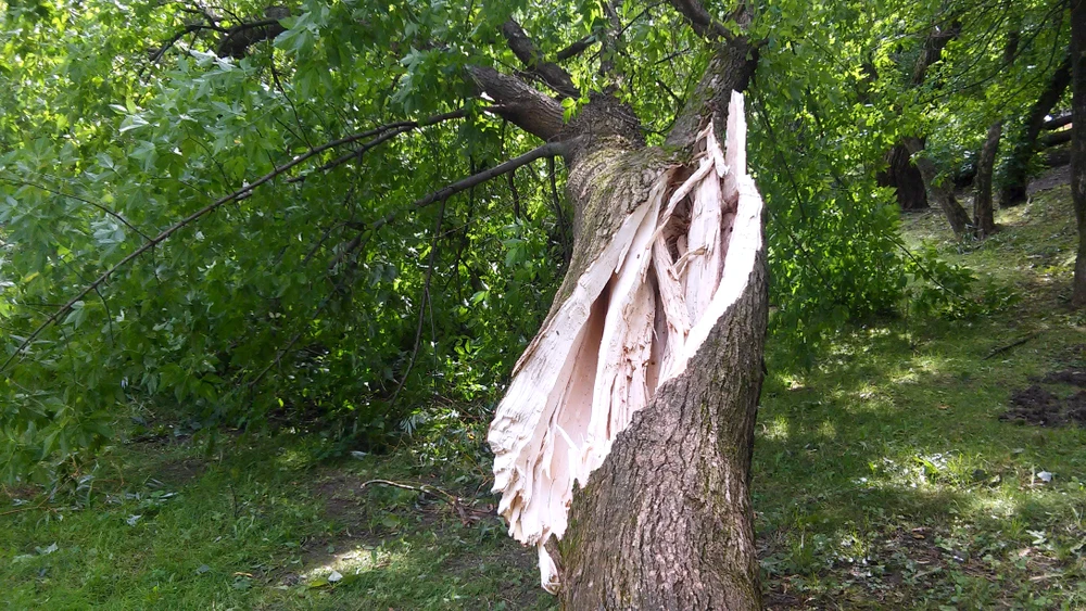 Split tree trunk with exposed wood, a clear sign of disease or decay needing expert tree services.