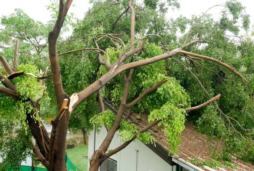Tree Services Tips to Spot Disease and Hazards in Corona CA