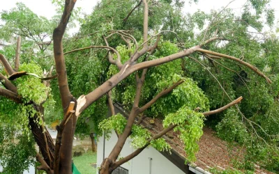 Tree Services Tips to Spot Disease and Hazards in Corona CA