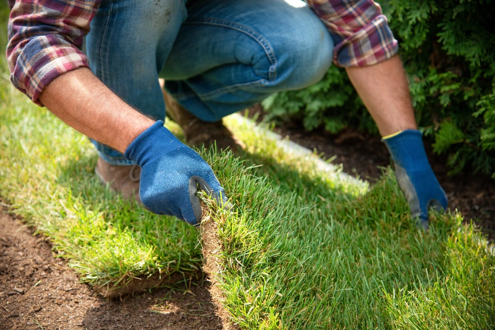 Worker laying sod strips during sod installation to promote strong root contact and proper rooting time.