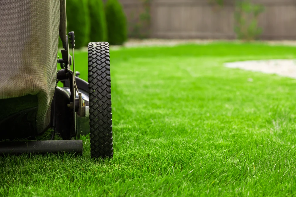 Black mower wheel close to bright green grass with a soft backyard fence in the distance during lawn mowing.