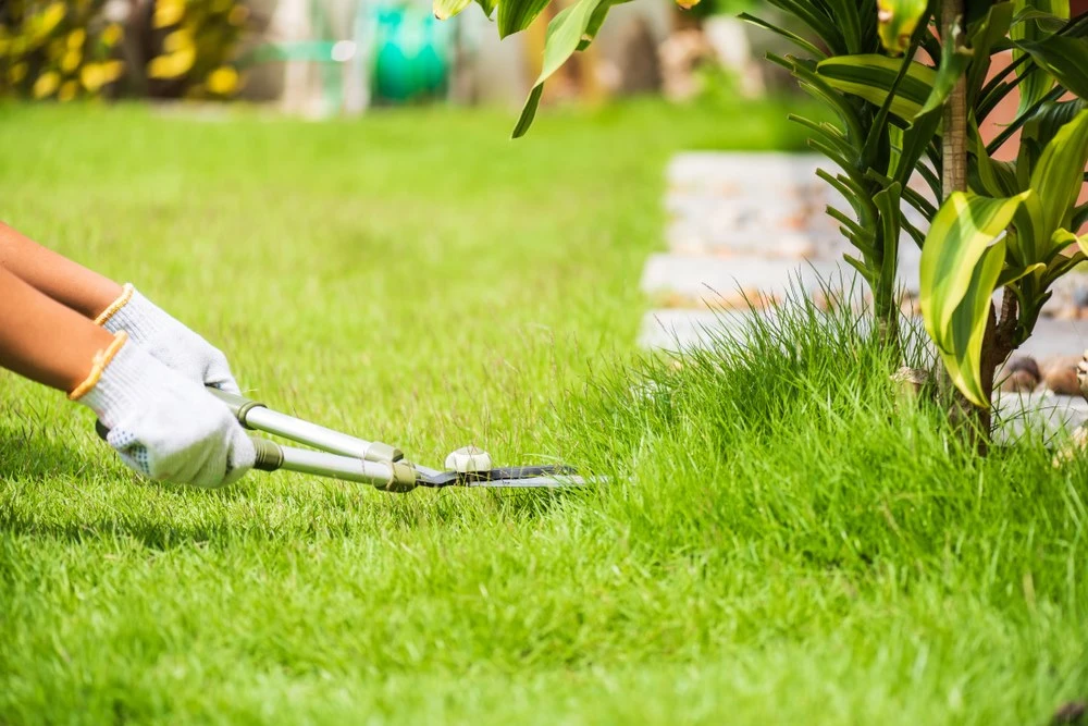 Gloved hands use shears for lawn maintenance trimming grass neatly around a tropical garden plant.