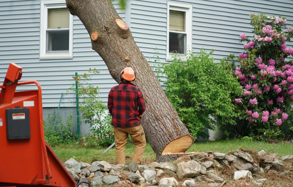 Tree removal worker in an orange helmet stands by a huge cut trunk leaning beside a blue house and pink flowers.