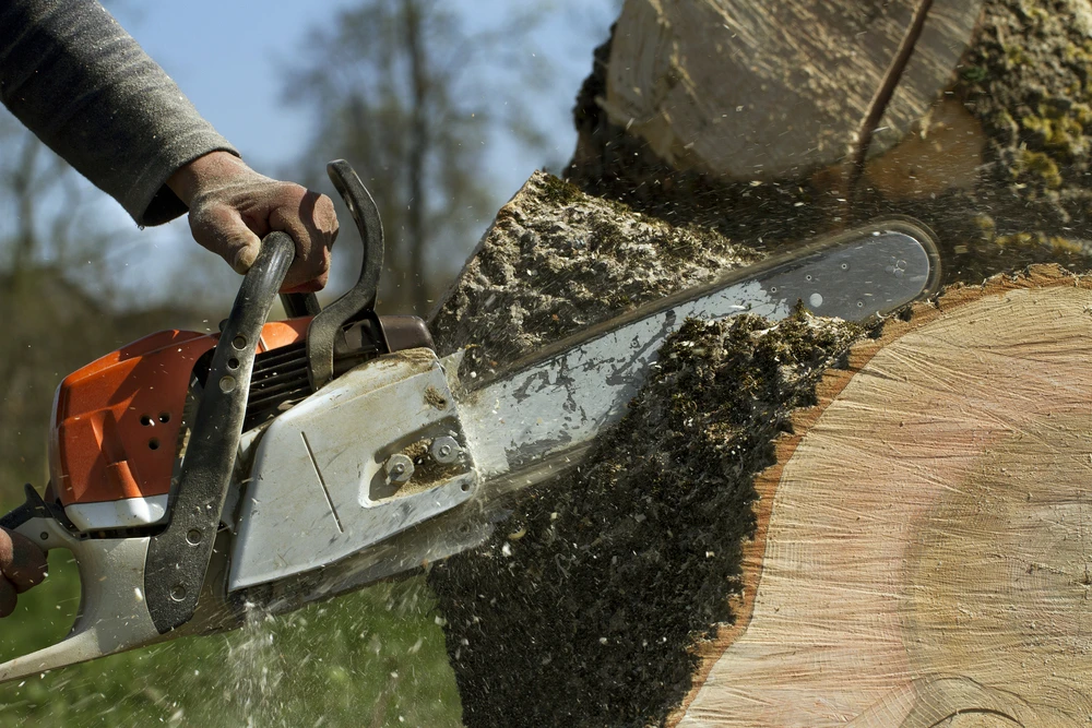 Tree removal chainsaw bites into a large trunk as pale sawdust sprays across the fresh wood cut.