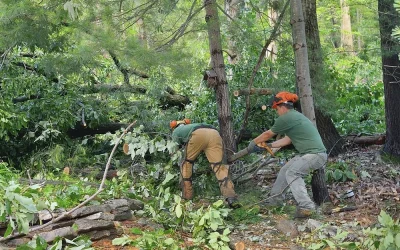 Critical Tree Removal Checks After Heavy Summer Rain Problems