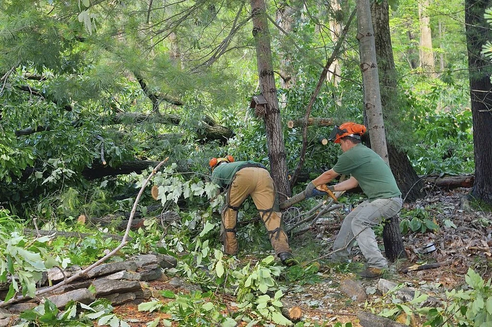 Critical Tree Removal Checks After Heavy Summer Rain Problems
