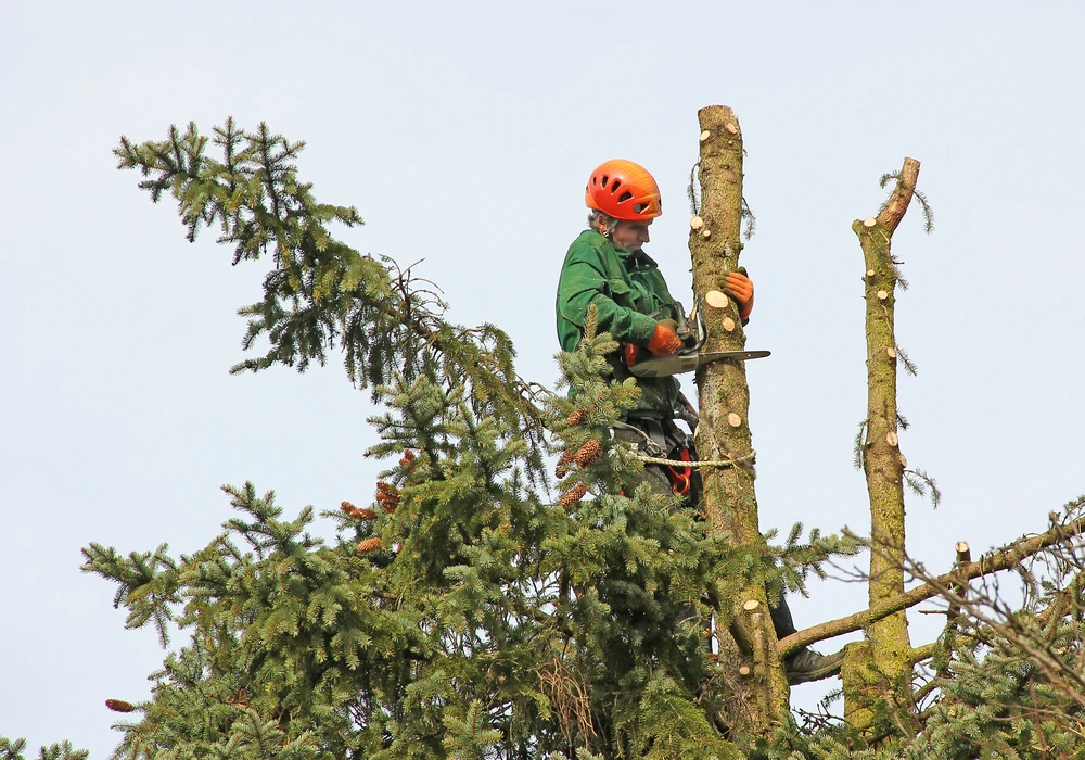 Tree removal climber in green gear cuts high branches on a tall tree against a pale sky and pine limbs.