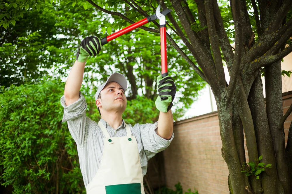Tree trimming gardener raises red loppers toward slender branches beneath a lush green canopy.